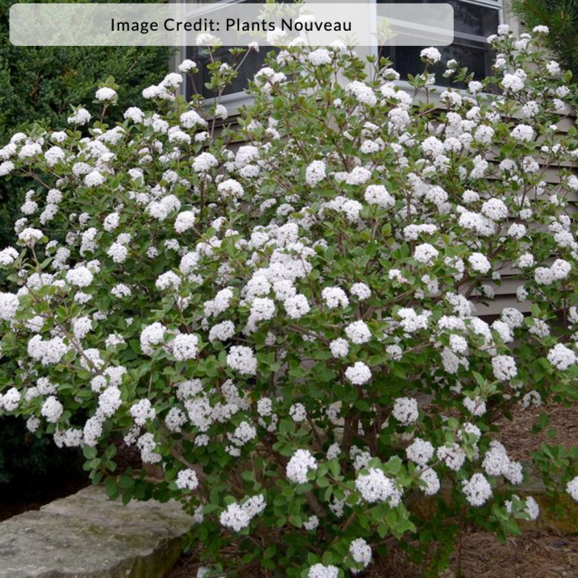 Sugar n' Spice® Koreanspice Viburnum | Viburnum carlesii