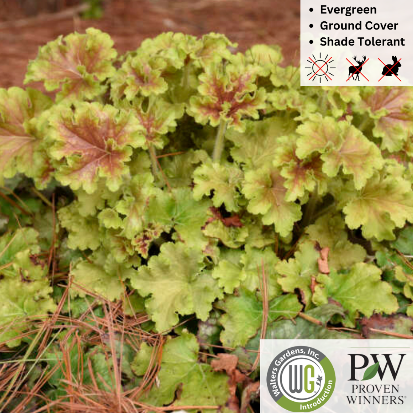 'Apple Twist' Coral Bells - DOLCE® Series | Heuchera 'Apple Twist'