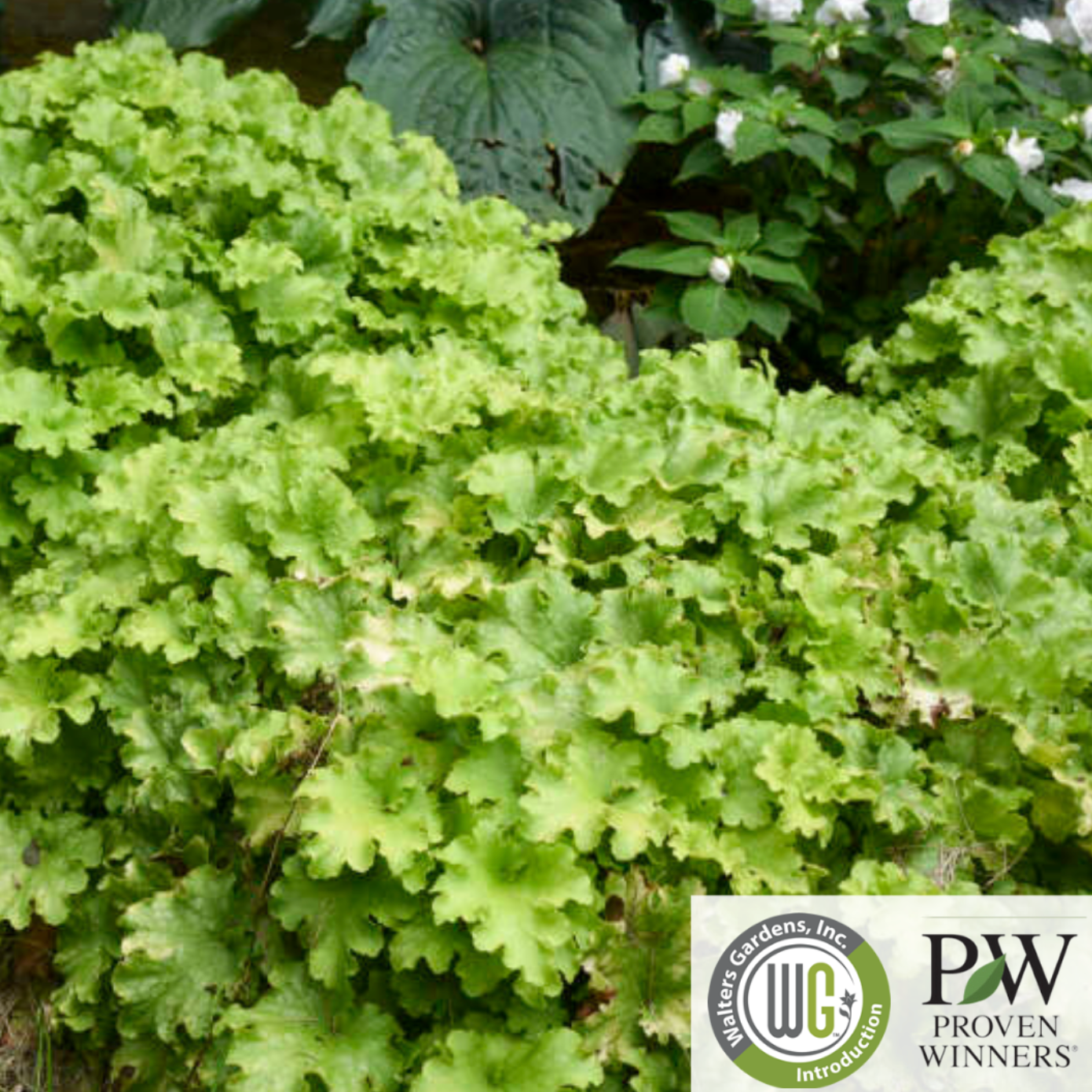 'Apple Twist' Coral Bells - DOLCE® Series | Heuchera 'Apple Twist'