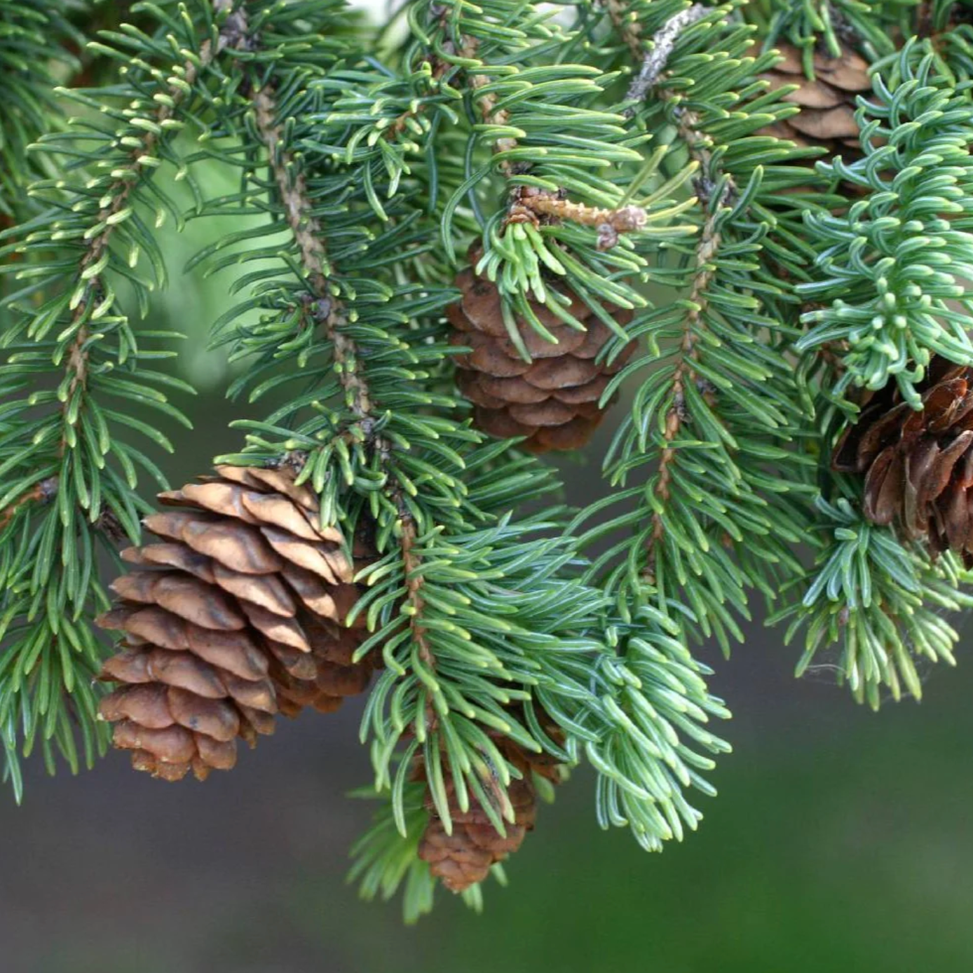 Black Hills White Spruce | Picea glauca 'Densata'