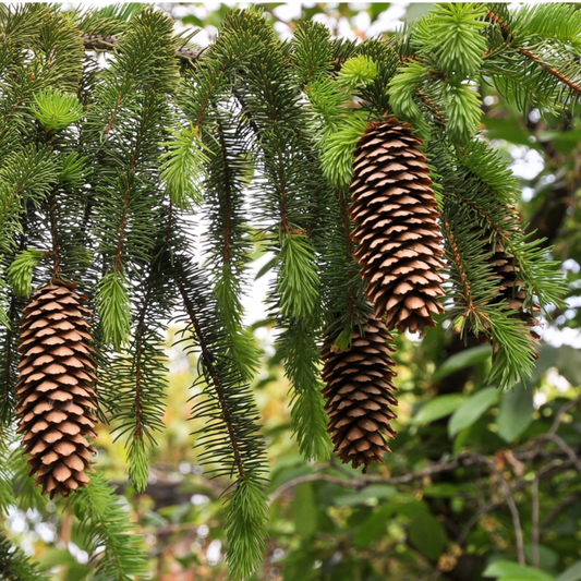 Norway Spruce | Picea abies