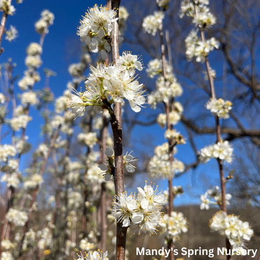 Toka Plum | Prunus