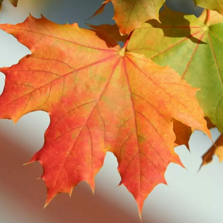 Sugar Maple | Acer saccharum