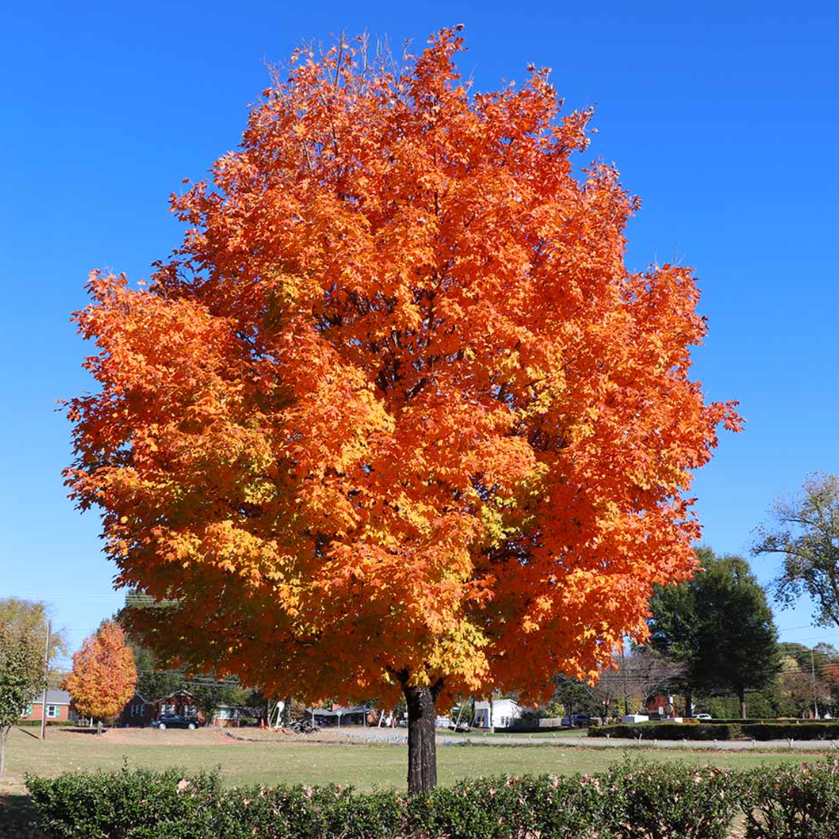 Sugar Maple | Acer saccharum