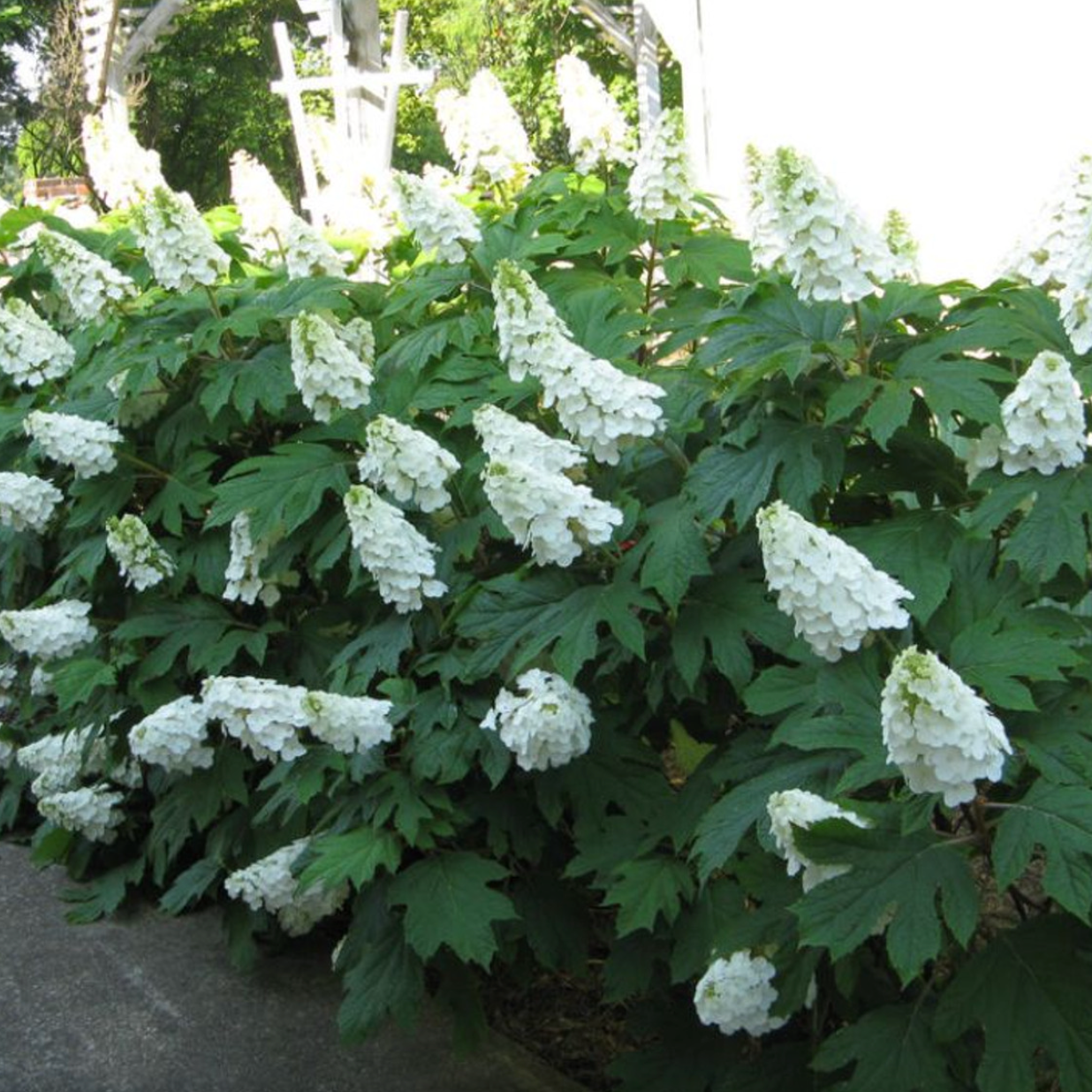 'Alice' Oakleaf Hydrangea | Hydrangea quercifolia