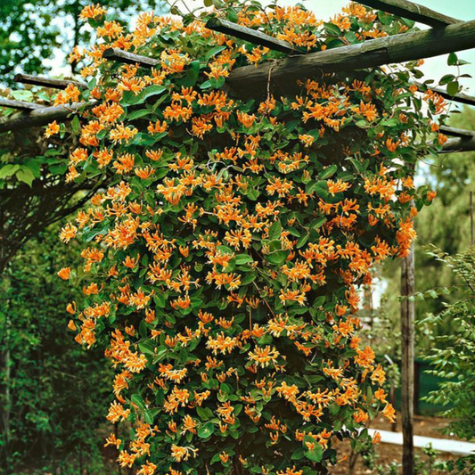 Mandarin Honeysuckle | Lonicera