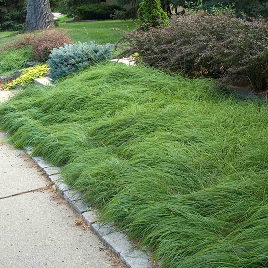 Pennsylvania sedge | Carex Pensylvanica