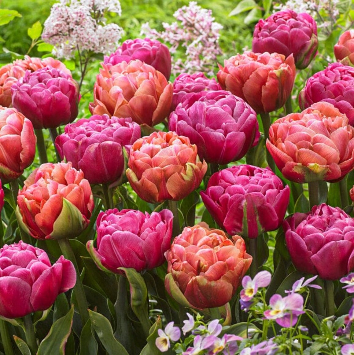 Tulips - Amazing Double Mixture