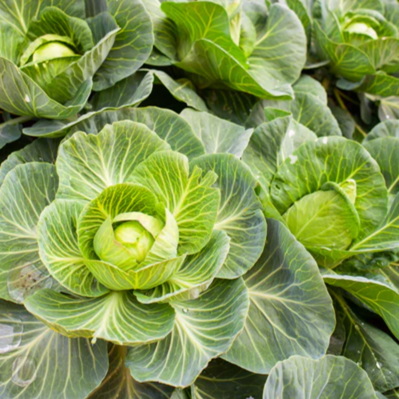 Cabbage 'Copenhagen Market' - Vegetable Seeds