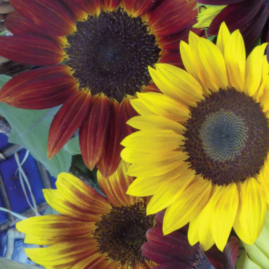 Sunflower Mixed - Flower Seeds