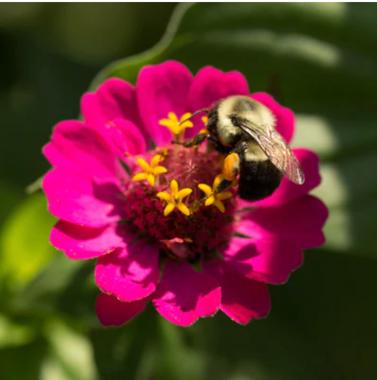 Zinnia 'Lilliput' - Flower Seeds