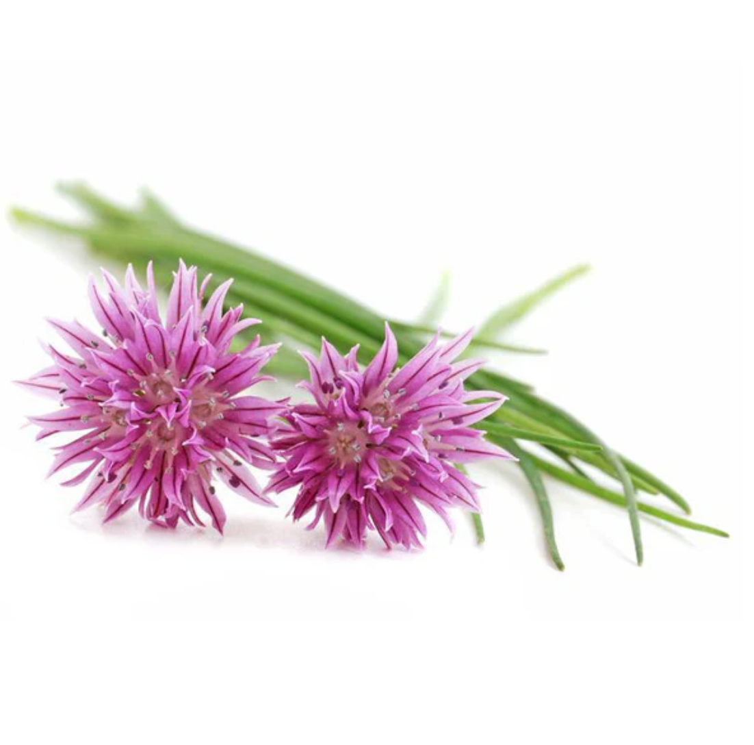 Chive - Herb Seeds