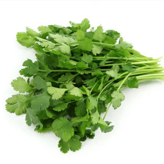 Cilantro/Coriander (Slow-Bolt) - Herb Seeds