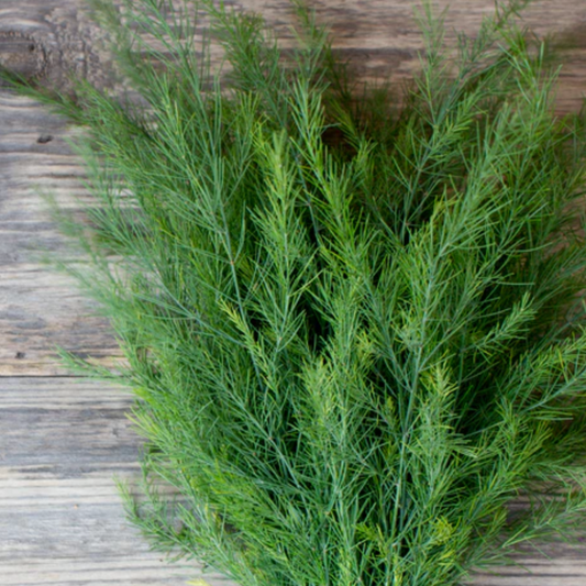 Dill 'Long Island Mammoth' - Herb Seeds