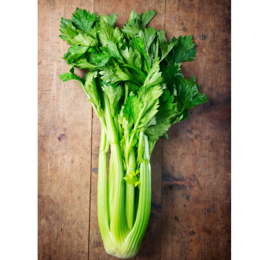 Celery 'Tall Utah' - Vegetable Seeds