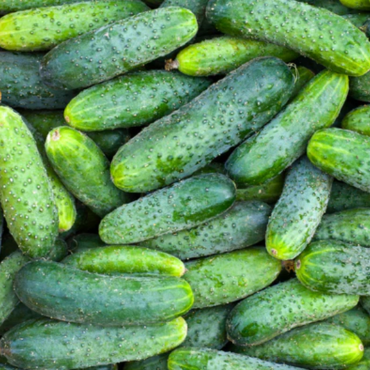 Cucumber 'Boston Pickling' - Vegetable Seeds