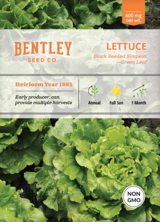 Lettuce 'Simpson's Curled' - Vegetable Seeds