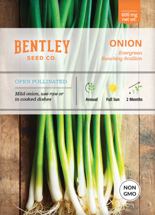 Onion 'Evergreen Bunching' Scallions - Vegetable Seeds