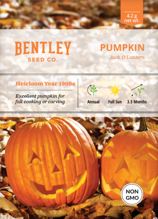 Pumpkin 'Jack O'Lantern' - Vegetable Seeds