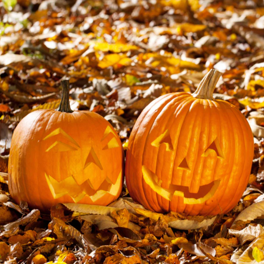 Pumpkin 'Jack O'Lantern' - Vegetable Seeds