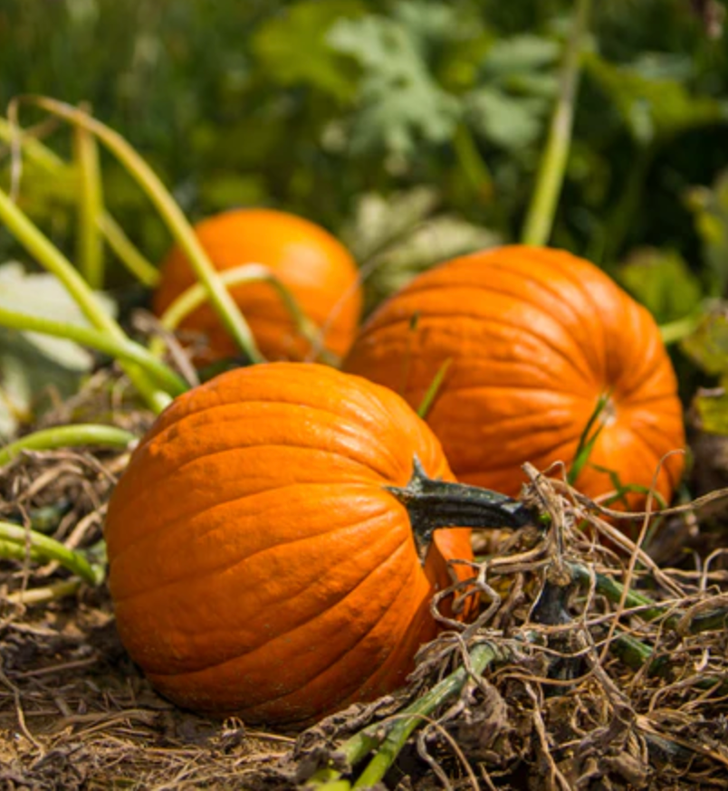 Pumpkin 'Jack O'Lantern' - Vegetable Seeds