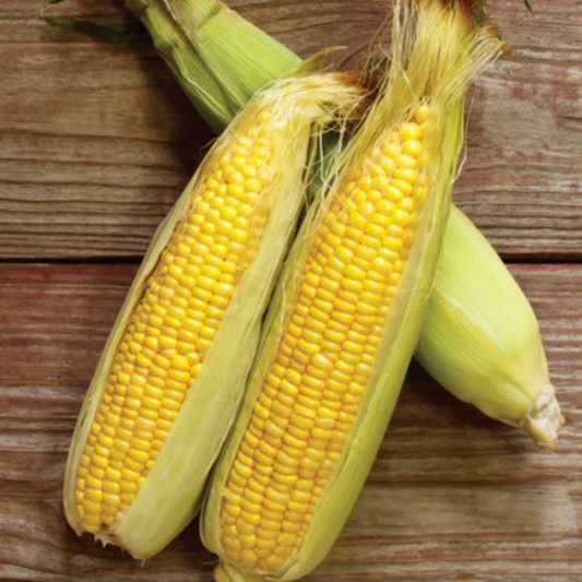 Corn 'Golden Bantam' - Vegetable Seeds