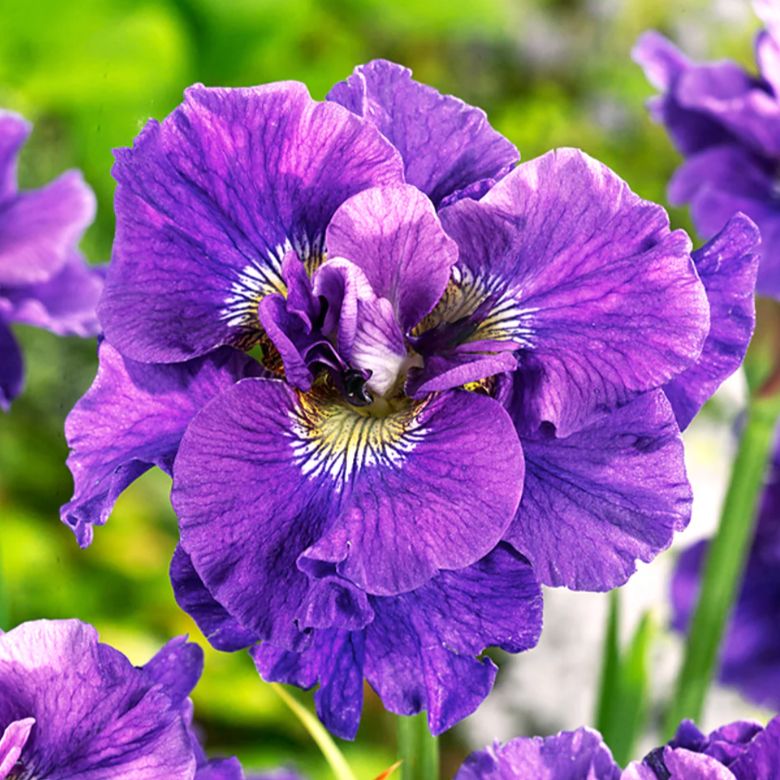 'Concord Crush' Siberian Iris | Iris siberica