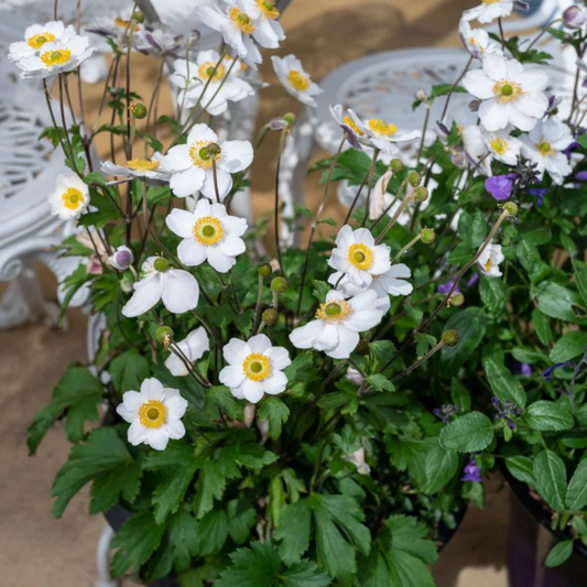 'Elfin Swan' Anemone | Anemone Sylvestris