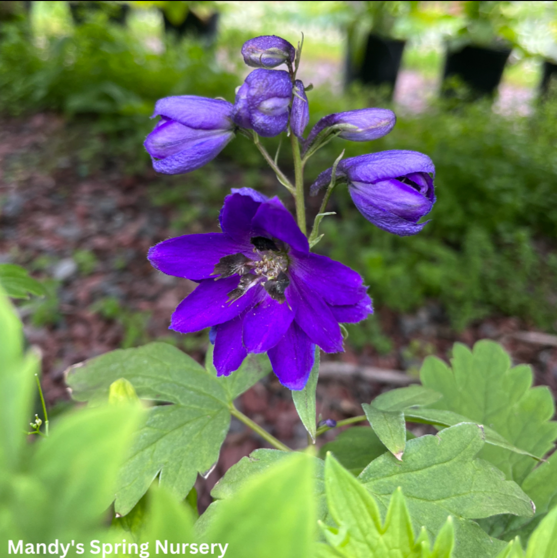 'Magic Fountains' Dark Blue Bee Larkspur | Delphinium
