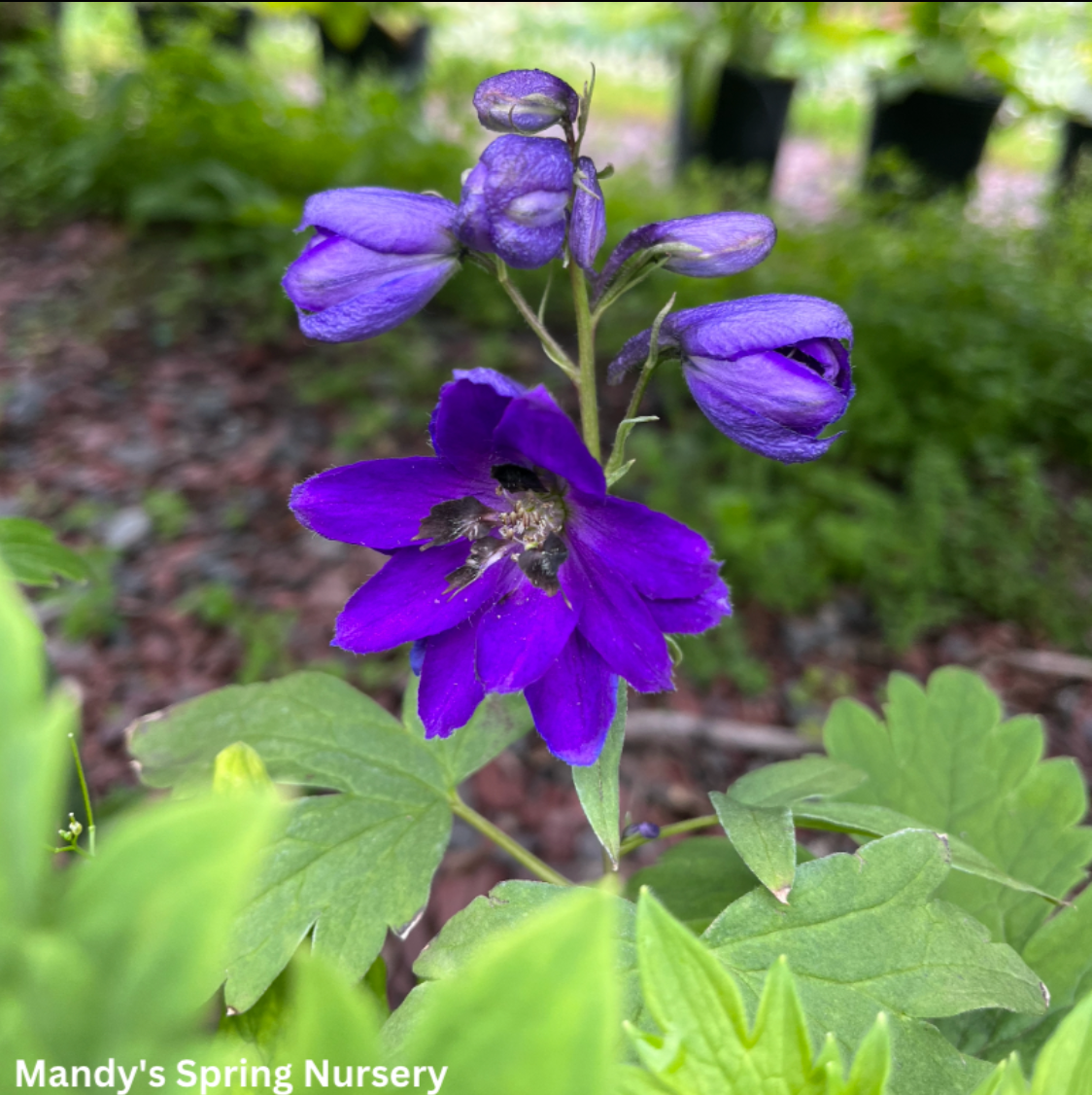 Dark Blue Bee Larkspur | Delphinium