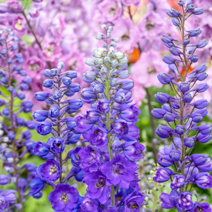 'Magic Fountains' Dark Blue Bee Larkspur | Delphinium