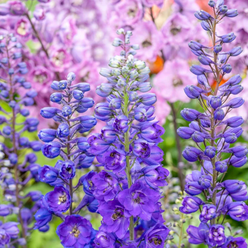 Dark Blue Bee Larkspur | Delphinium