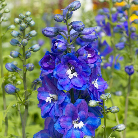 'Guardian Blue' Larkspur | Delphinium