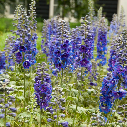 'Guardian Blue' Larkspur | Delphinium