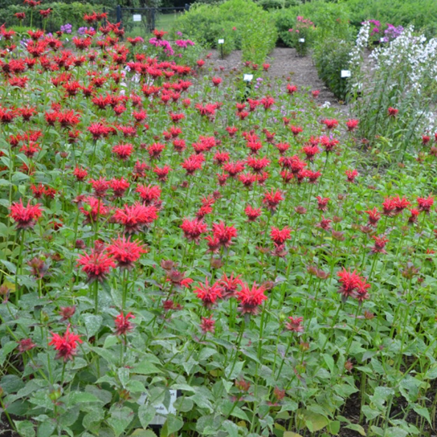 'Gardenview Scarlet' Bee Balm | Monarda didyma