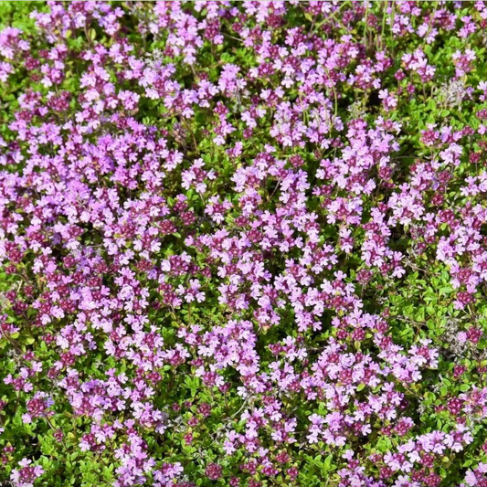 Creeping Thyme | Thymus praecox coccineus