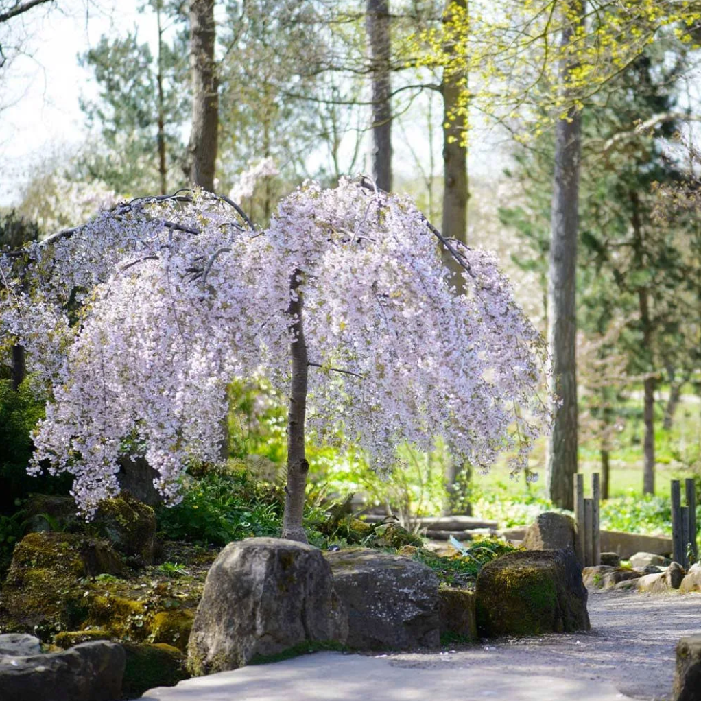 Snow Fountains® Cherry | Prunus 'Snofozam'