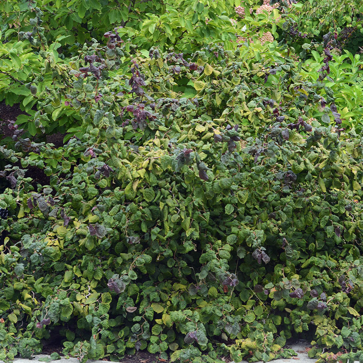 Red Dragon European Hazelnut | Corylus avellana contorta