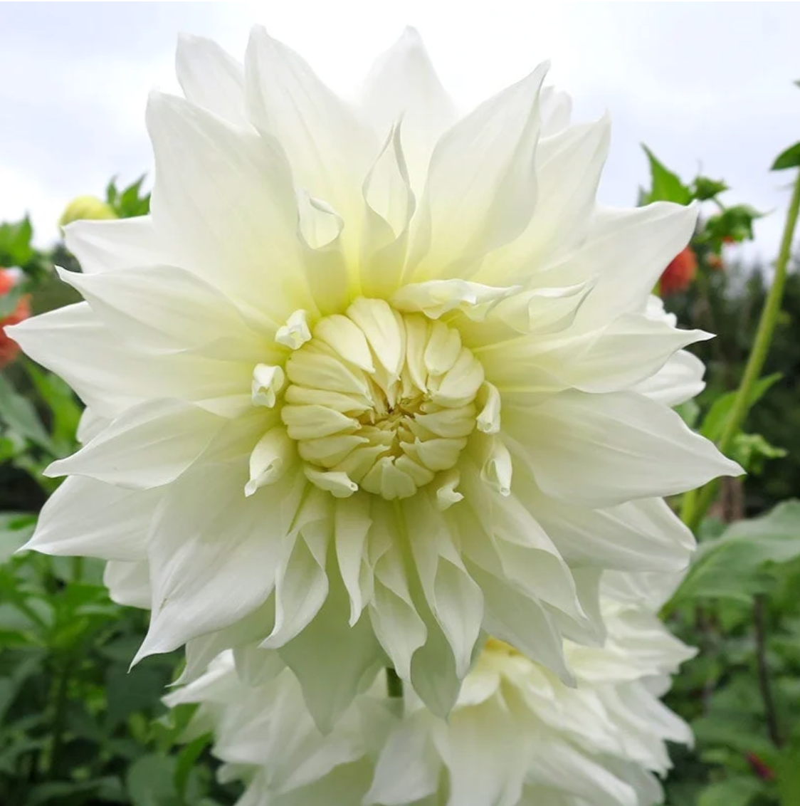 'Snow Country' Dinnerplate Dahlia