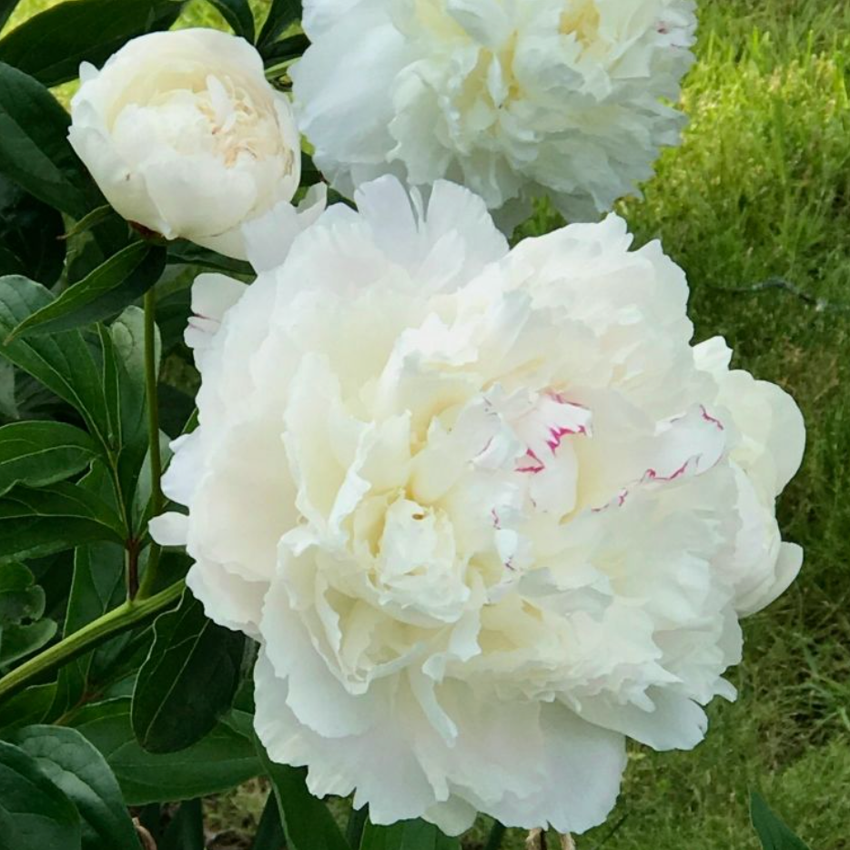 Festiva Maxima Peony | Paeonia 'Festiva Maxima'