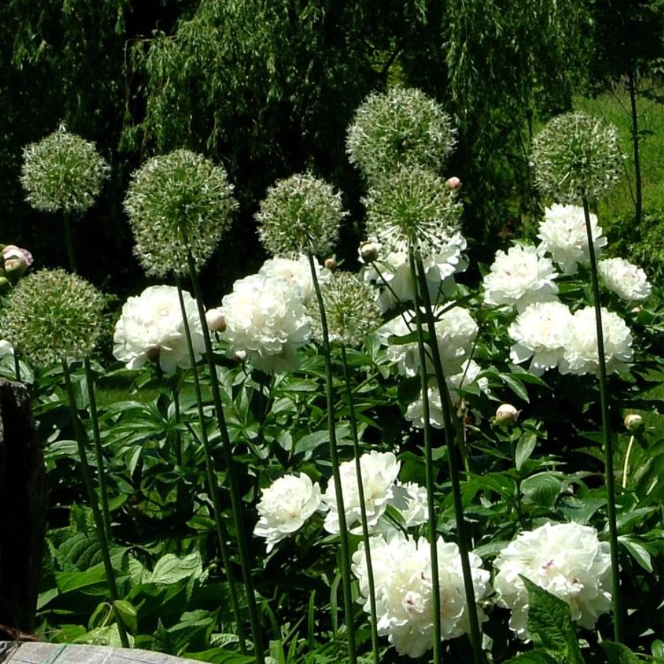 Festiva Maxima Peony | Paeonia 'Festiva Maxima'