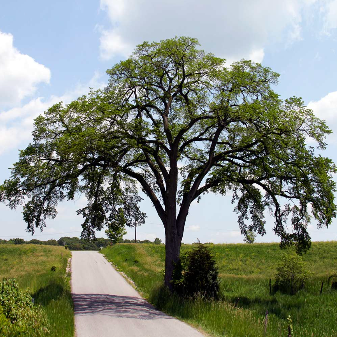 Princeton American Elm | Ulmus americana