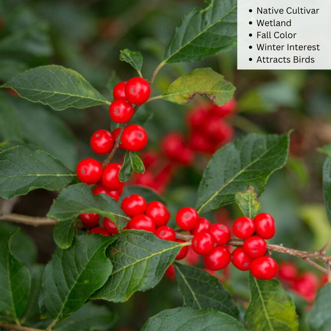 'Wildfire' Winterberry | Ilex verticillata