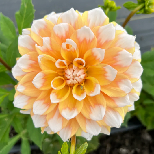 'Seattle' Dinnerplate Dahlia