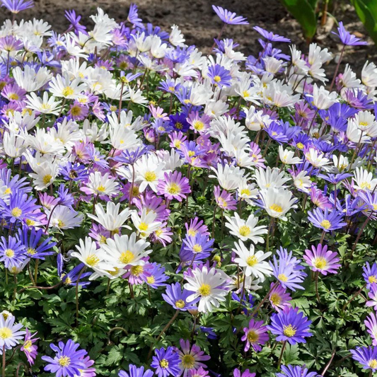 Blanda Mix Anemone