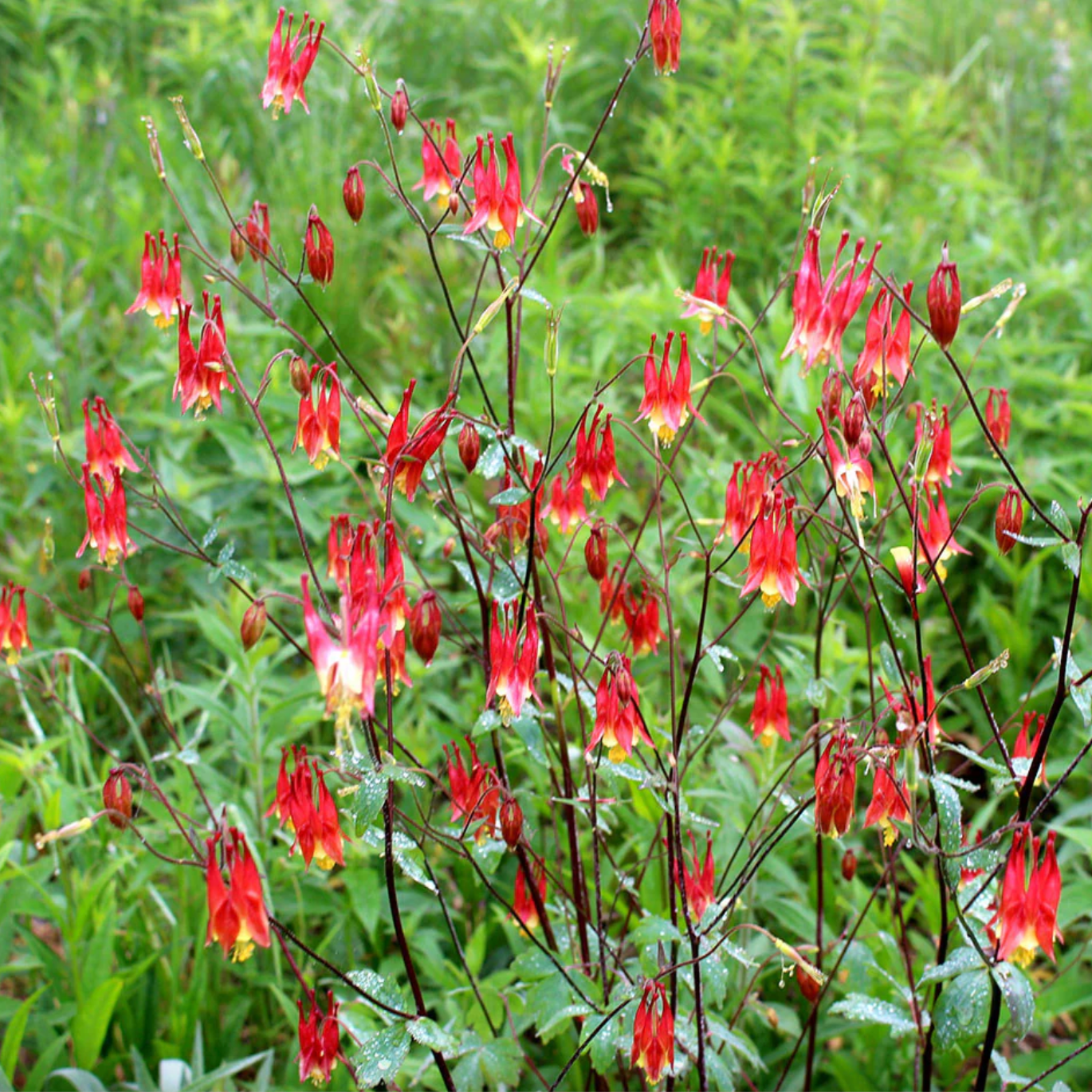 Red Columbine | Aquilegia canadensis