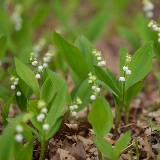 Lily of the Valley - Convallaria majalis