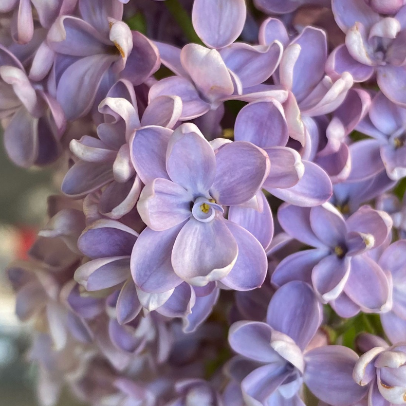 President Grevy Lilac | Syringa vulgaris
