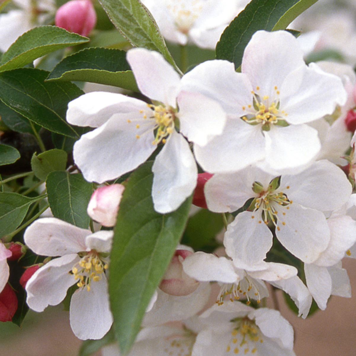Donald Wyman Crabapple | Malus 'Donald Wyman'
