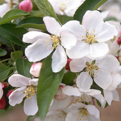 Donald Wyman Crabapple | Malus 'Donald Wyman'